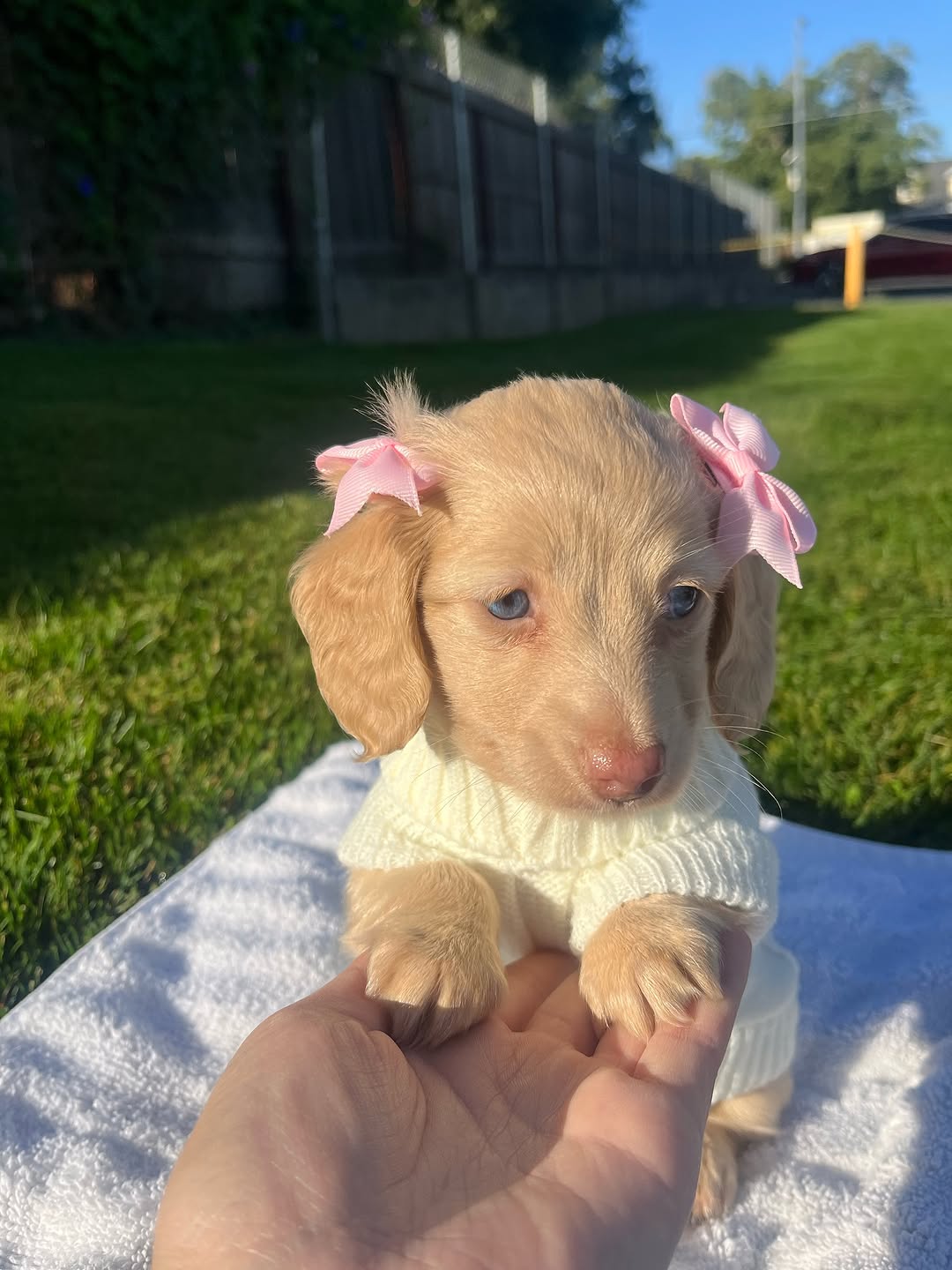 Angel, Female Dachshund puppy