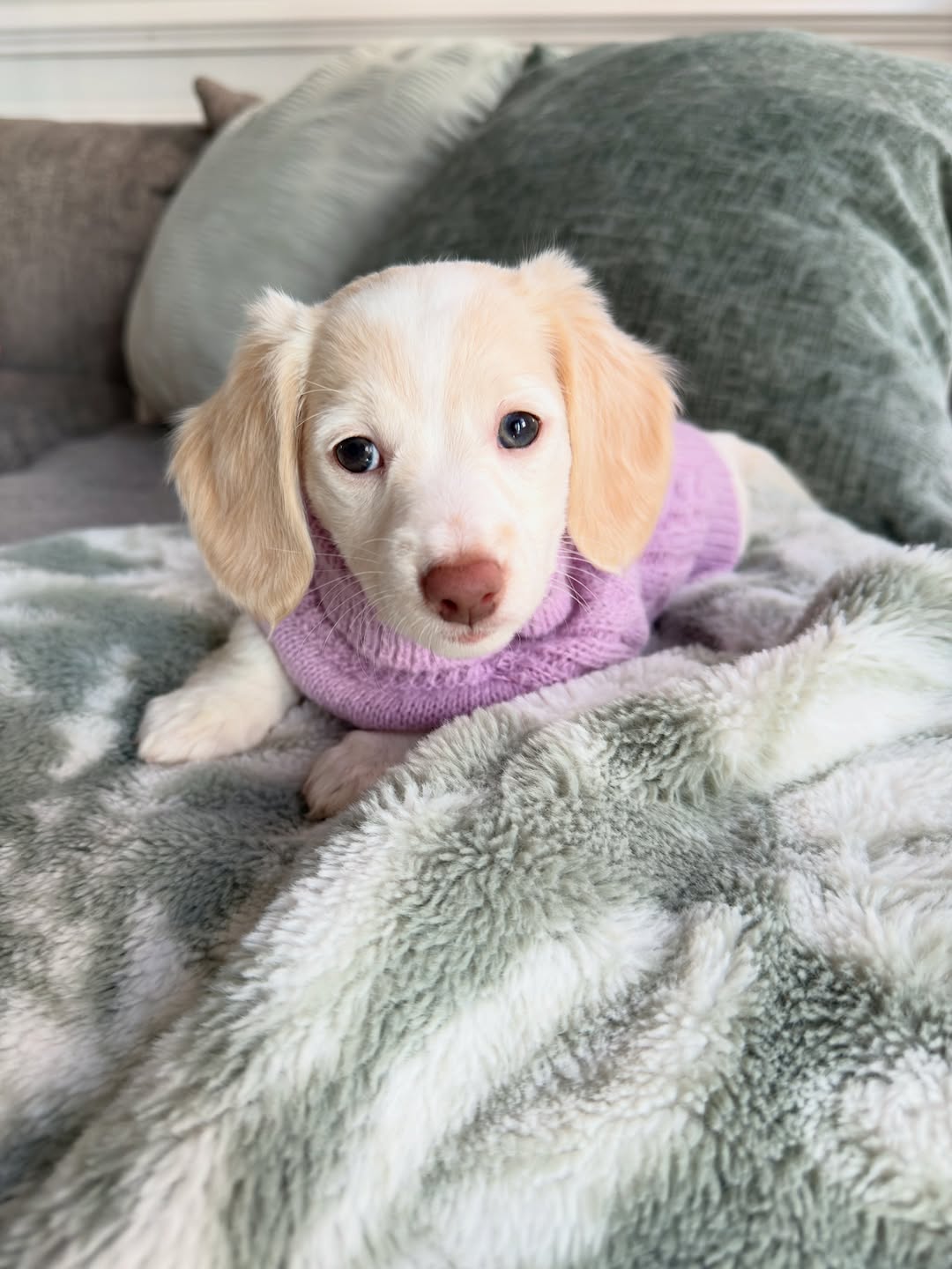 Annabelle, Female Dachshund puppy