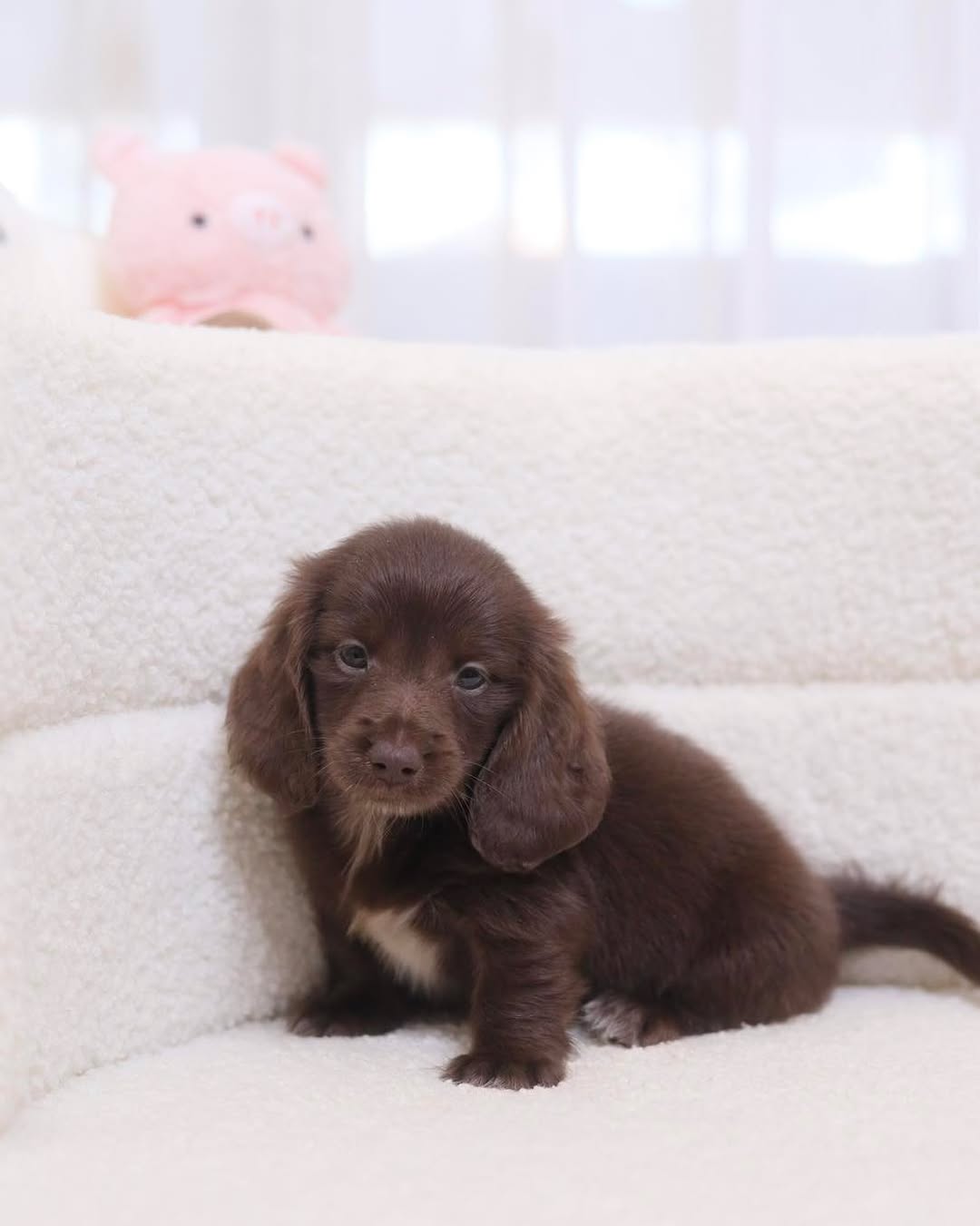Dang, Male Dachshund puppy