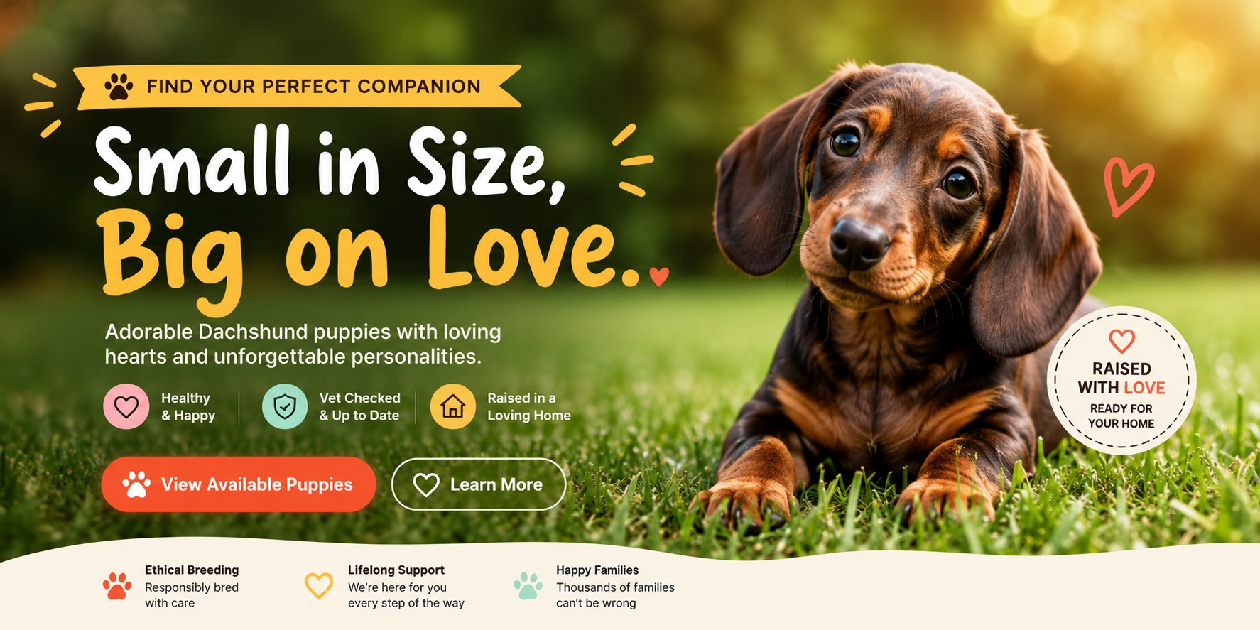 Small in Size, Big on Love — adorable Dachshund puppy from Prestige Doxies lying in the grass