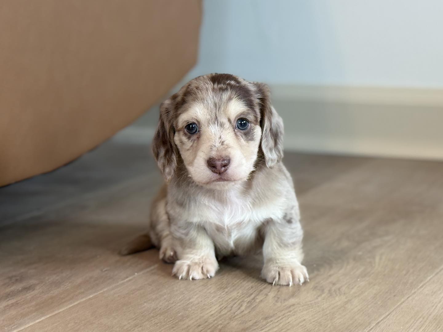Liam the chocolate dapple Dachshund puppy