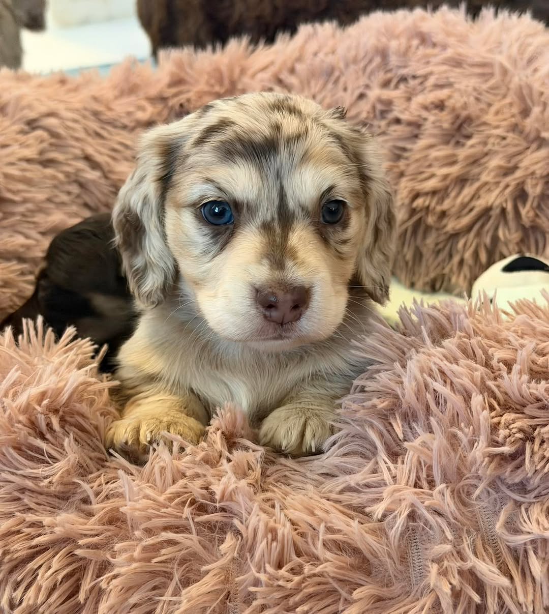 Lucy, Female Dachshund puppy