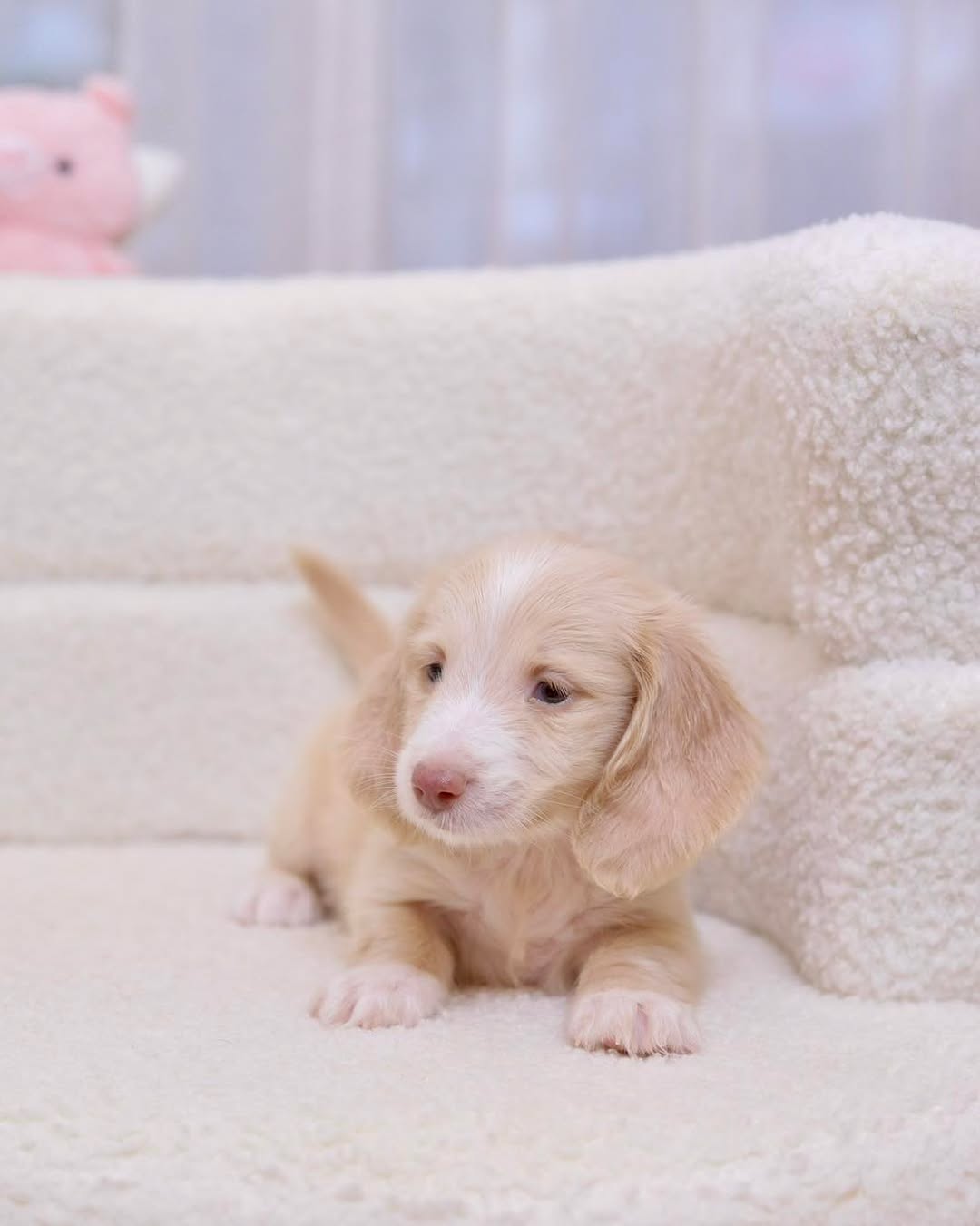 Miner the cream Dachshund puppy