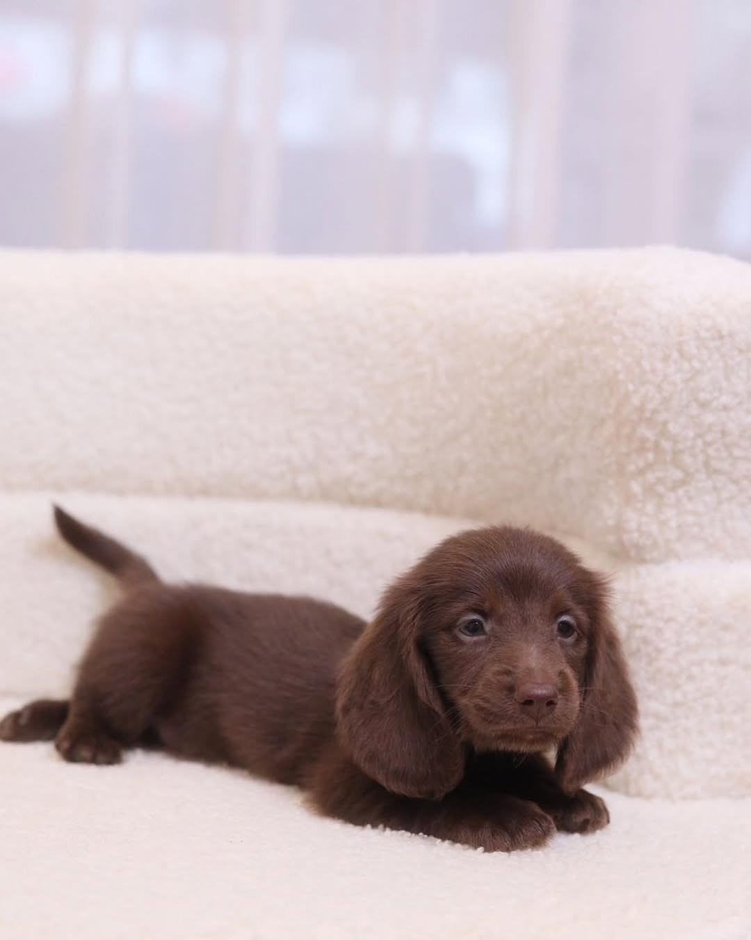 Mylar - Male Dachshund puppy