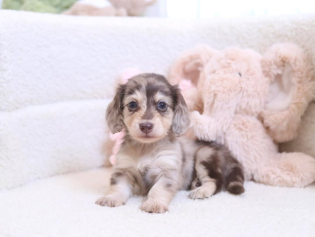 Mylene the chocolate dapple Dachshund puppy
