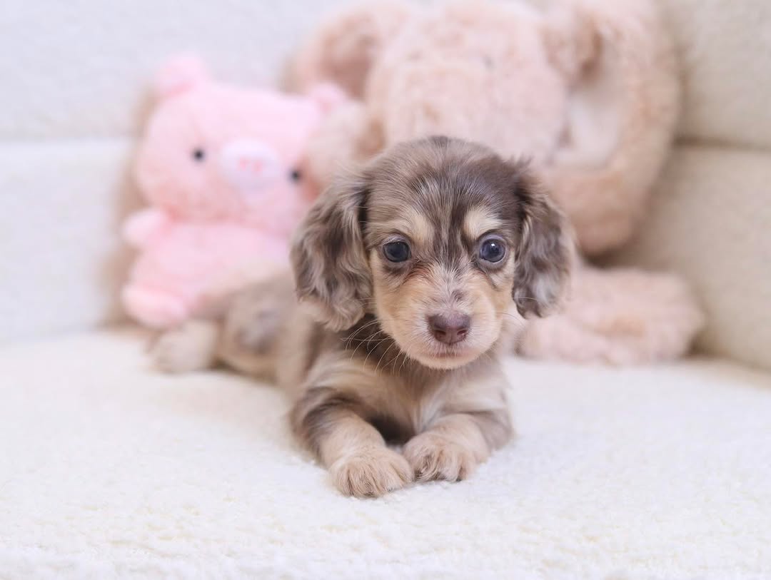 Rennee the chocolate dapple Dachshund puppy
