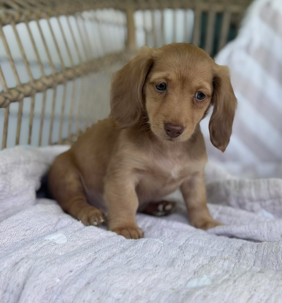 A happy cream Dachshund puppy from Prestige Doxies